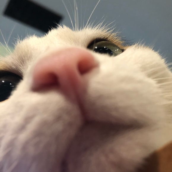 Meet your Posher, Jennifer - Picture 1 of 1